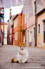 The alley cat